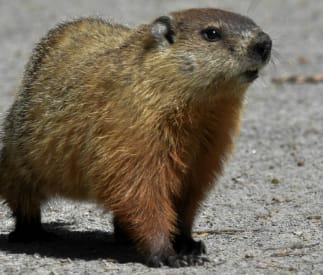 Blog Image for Groundhog Day
